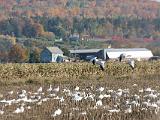 Snow Geese 006